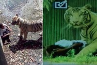 Bílý tygr sežral studenta v indické zoo: Mladík mu vlezl do výběhu!