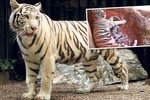 V liberecké ZOO se narodila tygří trojčata
