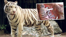 V liberecké ZOO se narodila tygří trojčata