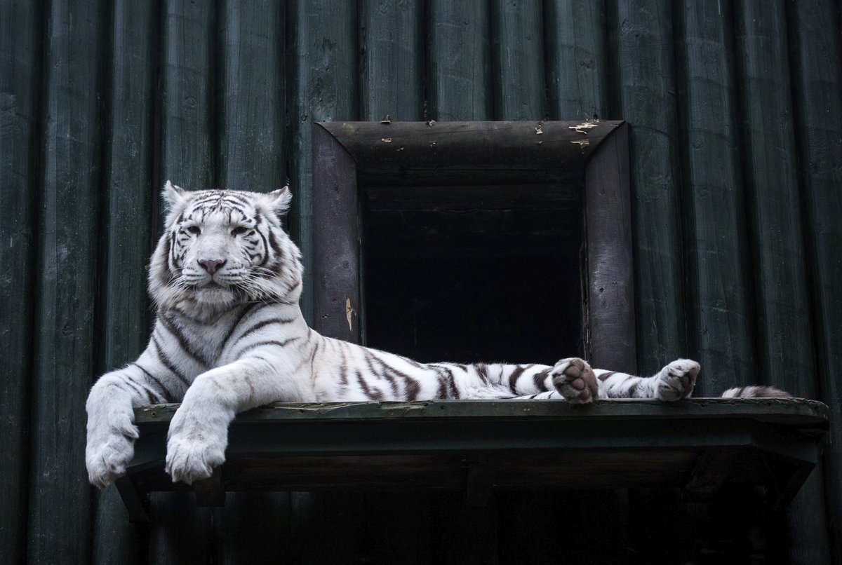 Vzácní tygři míří na Ukrajinu