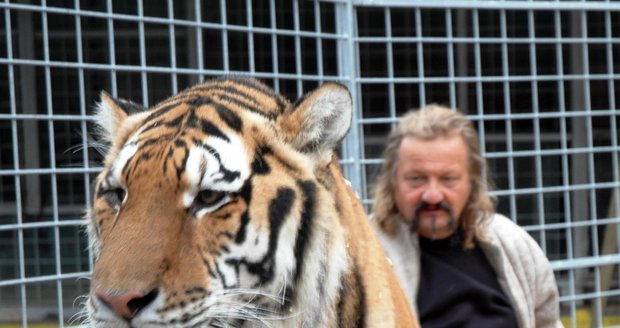 Tygr Borneo nechtěně škrábnul svého páníčka.