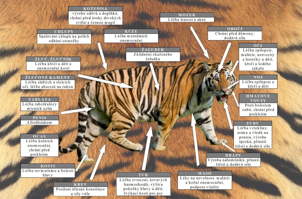 Proč se loví tygři?