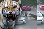 Kamery v čínském Safari zachytili útok tygrů na ženu, která vystoupila z auta.