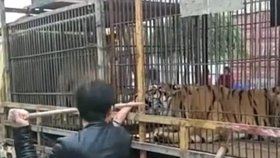 Hladový tygr se zakousl do ruky seniora, který ho chtěl nakrmit