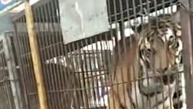 Hladový tygr se zakousl do ruky seniora, který ho chtěl nakrmit