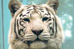 Tygřice Isabella uhynula už před dvěma lety
