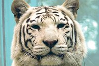 Liberecká zoo smutní: Mláďata bílých tygrů uhynula