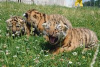 Tygříci v zoo: Jsme tři a máme se k světu