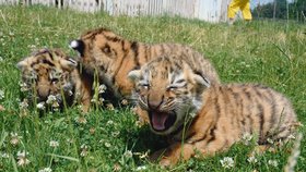 Tři malí tygříci patří mezi miláčky parku