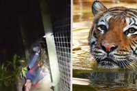 Tygr v zoo zaútočil na uklízeče (26): Policie zveřejnila děsivé video!