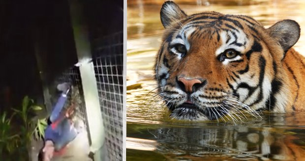 Tygr v zoo zaútočil na uklízeče (26): Policie zveřejnila děsivé video!