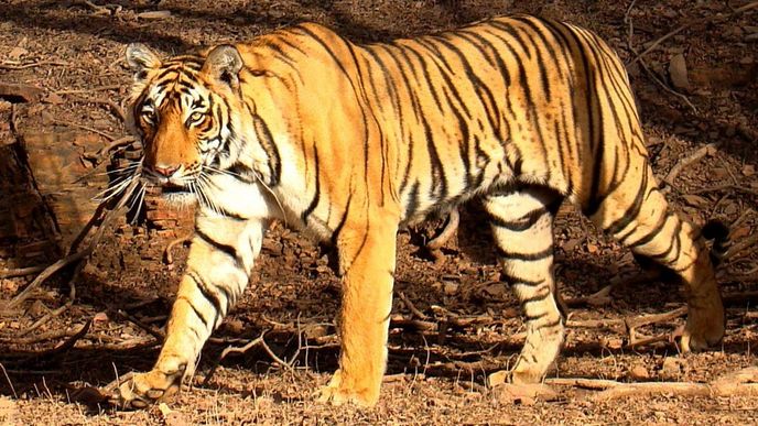 tygr indický