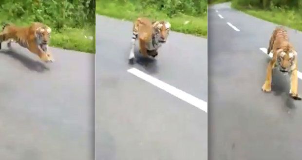 Rozzuřený tygr zaútočil na motorkáře: O jeho úmyslech nebylo pochyb!