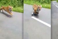 Rozzuřený tygr zaútočil na motorkáře: O jeho úmyslech nebylo pochyb!
