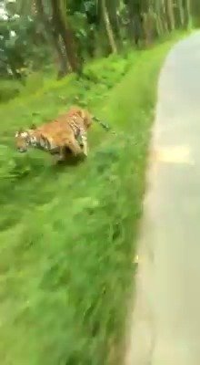 Motorkáře a jeho spolujezdce prohnal v Indii rozzuřený tygr.