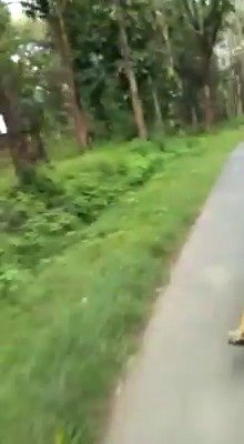Motorkáře a jeho spolujezdce prohnal v Indii rozzuřený tygr.