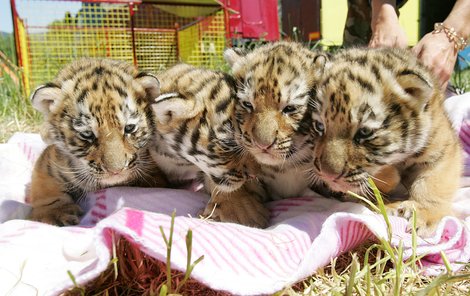 Dnes je tygříkům něco málo přes měsíc a už se chovají jako pravé šelmy. Jejich šestiletá máma Mája se o své potomky stará vzorně, pouští k nim pouze svého páníčka, který asistoval i u jejího porodu.