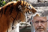 V zoo utekl tygr: Zabil ošetřovatelku, ředitel ho musel zastřelit