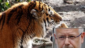 Uprchlého tygra zastřelil sám ředitel zoo Theo Pagel
