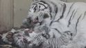 Mláďata tygra i lva nyní lákají do polské zoo