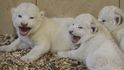 Mláďata tygra i lva nyní lákají do polské zoo