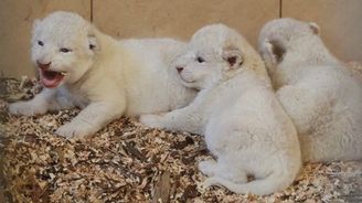 Polská zoo zažívá zázrak, v uplynulém týdnu se narodila bílá mláďata tygra i lva 