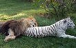 Další nezvyklá přátelství - Jednotlivé druhy velkých kočkovitých šelem se většinou nesnášejí. Když se potkají, začne rvačka. Často taková setkání končí smrtí, nebo těžkým zraněním. Velmi vzácnou výjimkou je přátelství lva Camerona a bílého tygra Zabu v záchranné stanici velkých koček v Tampě na Floridě.