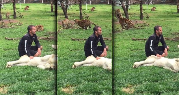 Tygr zachránil ošetřovatele před útokem levharta, šelma po něm šla zezadu