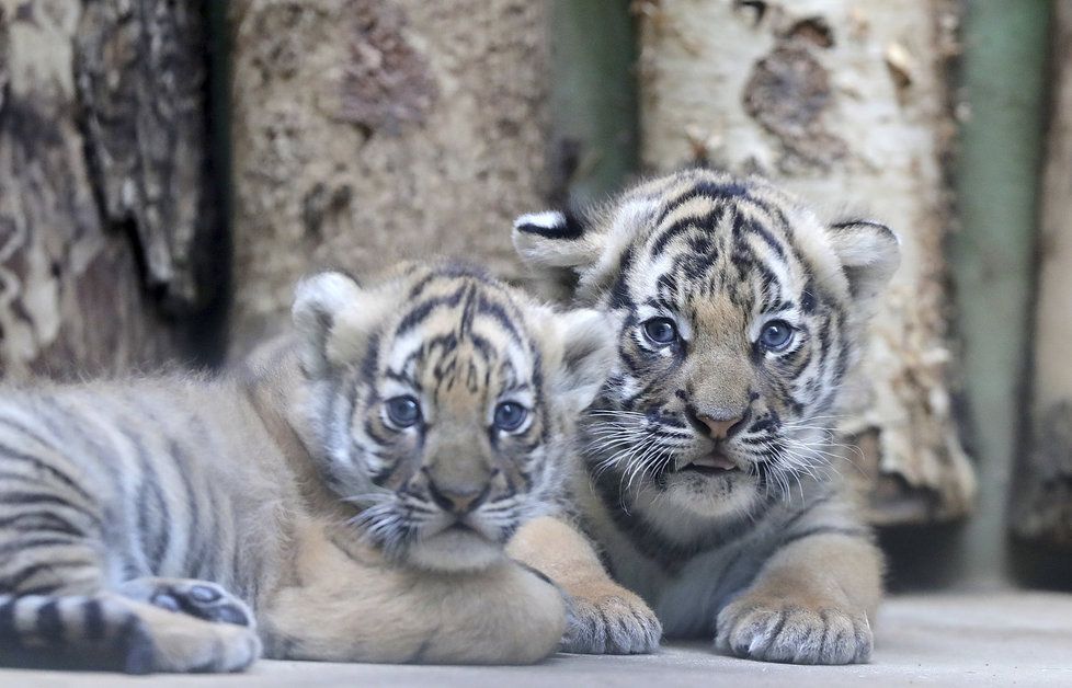 Malí tygříci malajští z pražské zoo se mají čile k světu.