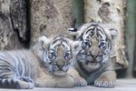Malí tygříci malajští z pražské zoo se mají čile k světu.