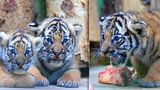 Malí tygříci z pražské zoo rostou jako z vody! Ve čtvrtek se poprvé předvedou před lidmi
