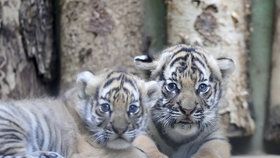 Malí tygříci malajští z pražské zoo se mají čile k světu.