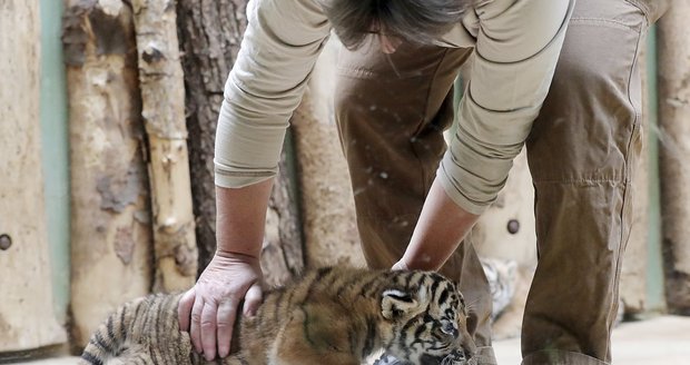 Malí tygříci malajští z pražské zoo se mají čile k světu.