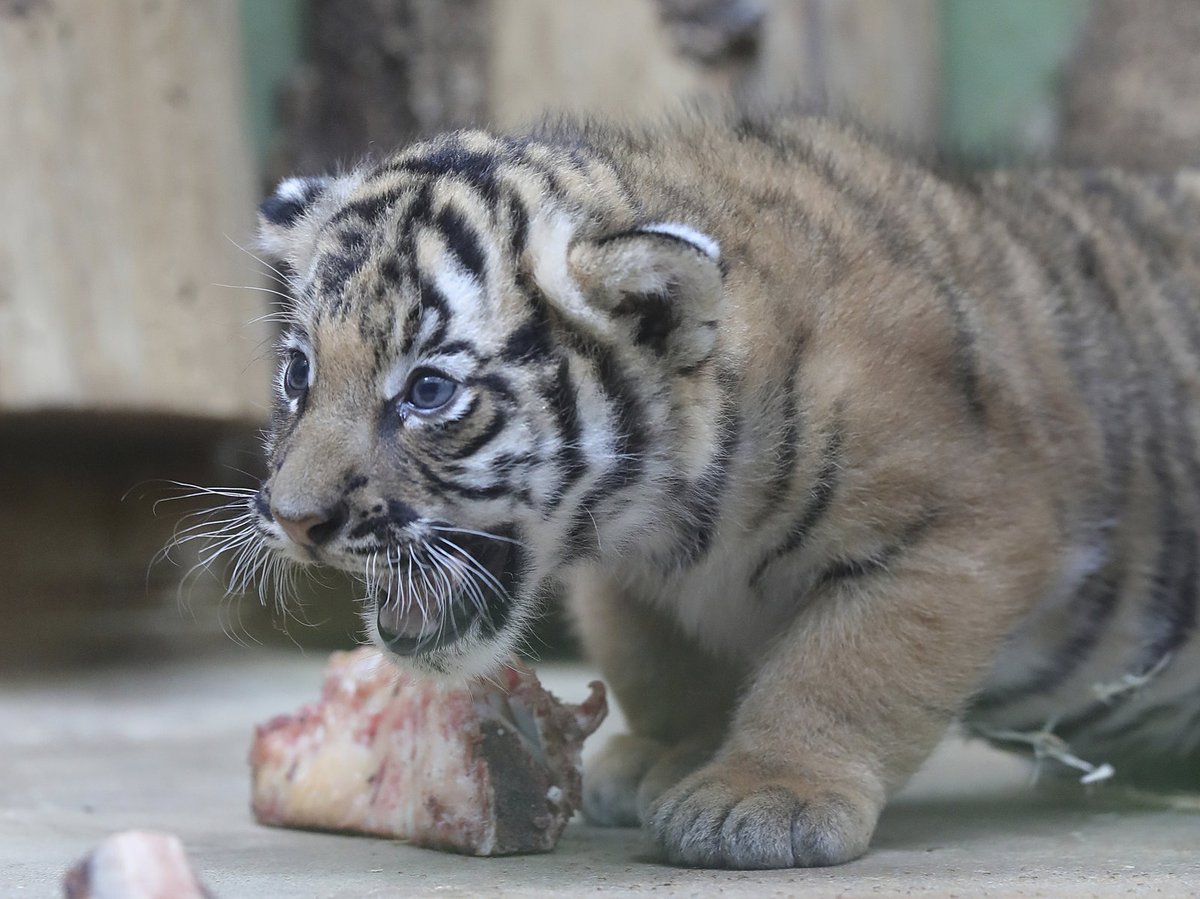 Malí tygříci malajští z pražské zoo se mají čile k světu.