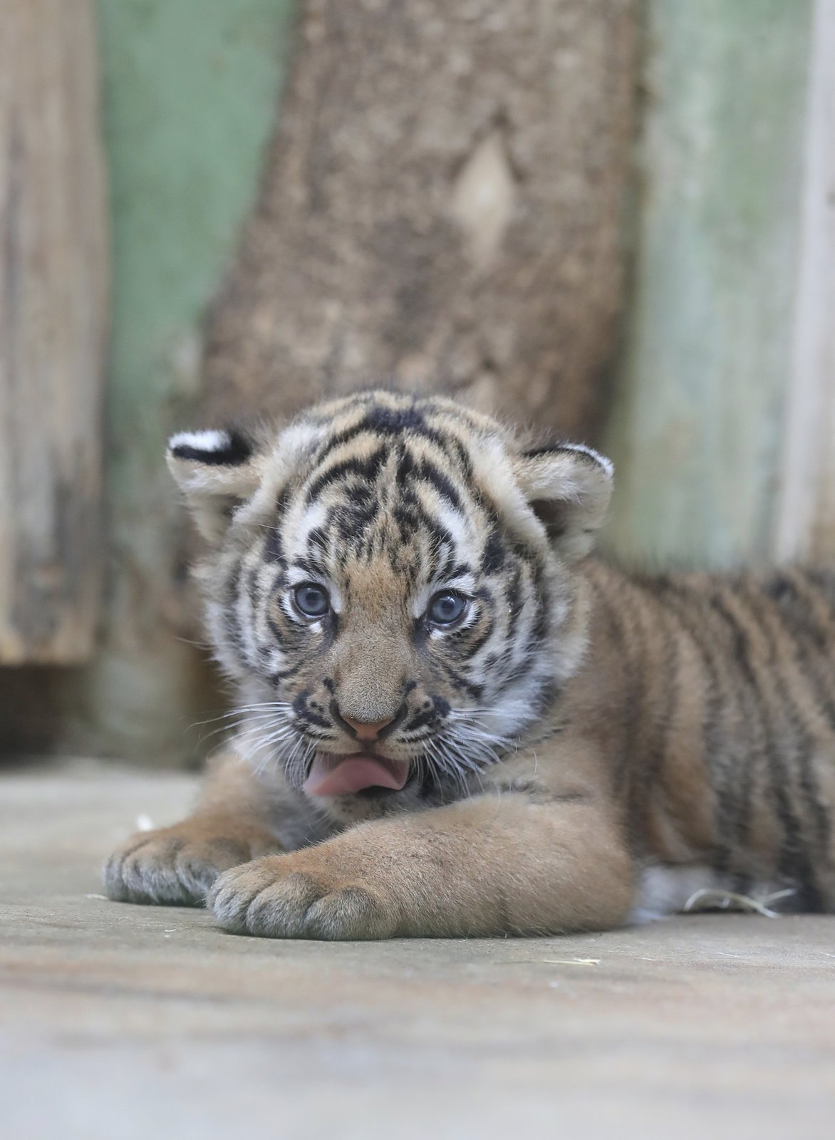 Malí tygříci malajští z pražské zoo se mají čile k světu.