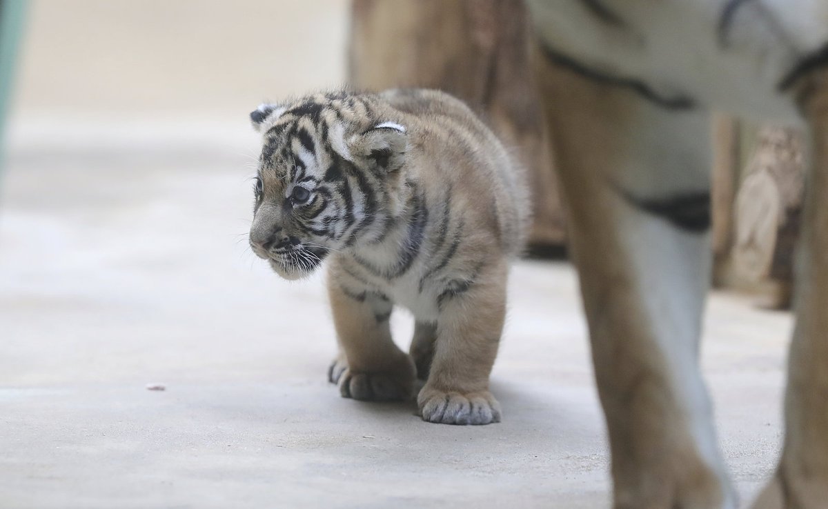 Malí tygříci malajští z pražské zoo se mají čile k světu.