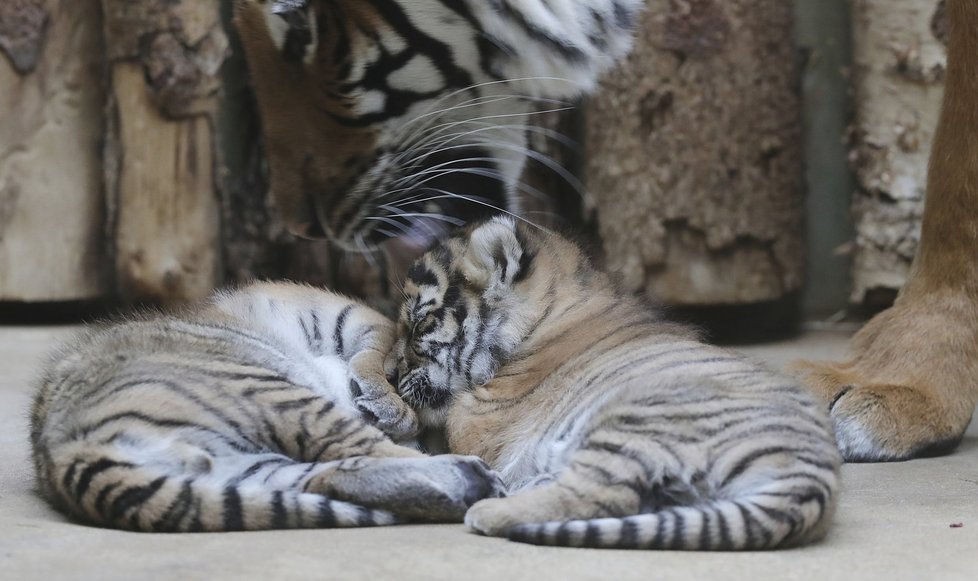 Malí tygříci malajští z pražské zoo se mají čile k světu.