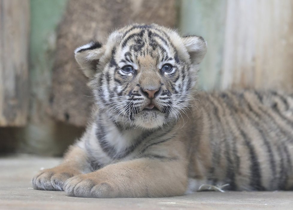 Malí tygříci malajští z pražské zoo se mají čile k světu.