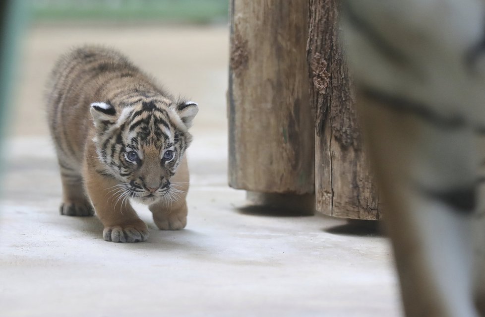 Malí tygříci malajští z pražské zoo se mají čile k světu.