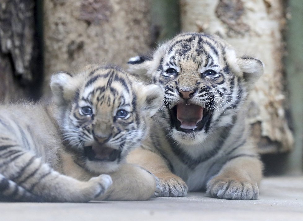 Malí tygříci malajští z pražské zoo se mají čile k světu.