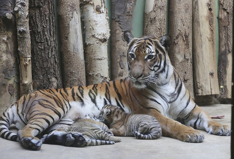 Malí tygříci malajští z pražské zoo se mají čile k světu.