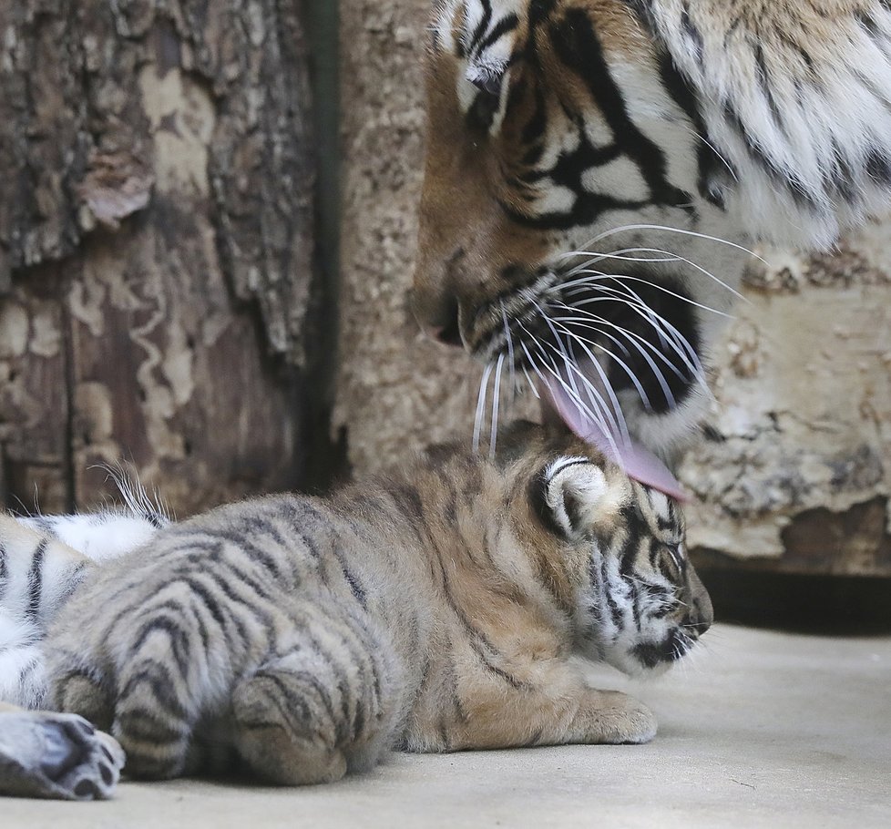 Malí tygříci malajští z pražské zoo se mají čile k světu.