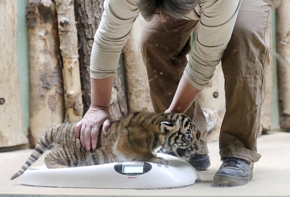 Malí tygříci malajští z pražské zoo se mají čile k světu.