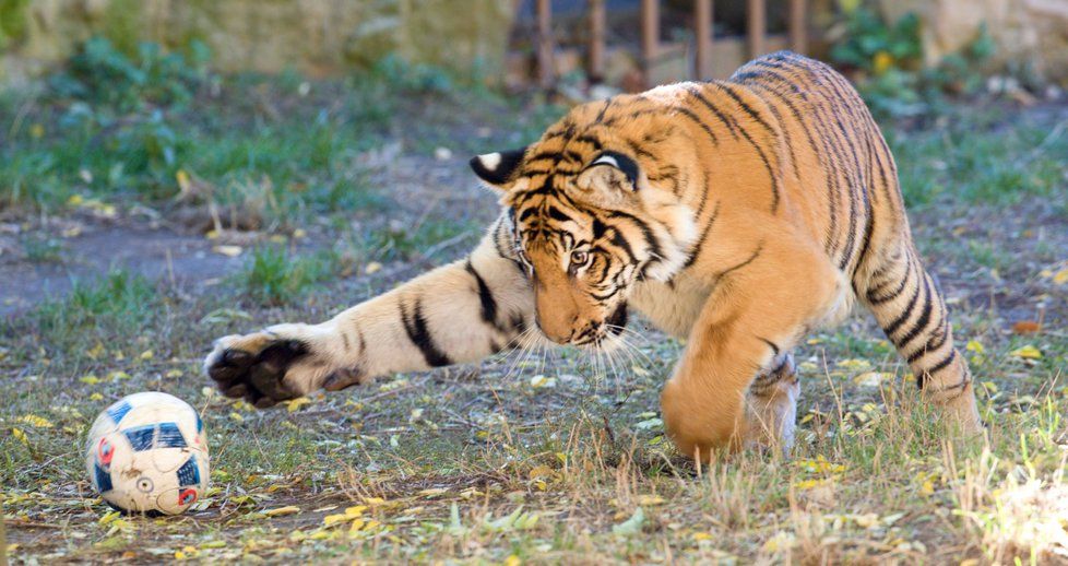 Tygr malajský na hrátkách v pražské zoo (1. 11. 2018)