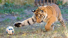Tygr malajský na hrátkách v pražské zoo (1. 11. 2018)