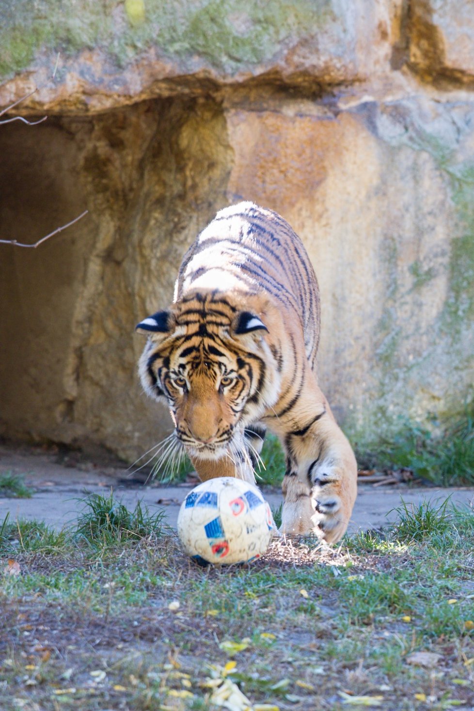 Tygr malajský na hrátkách v pražské zoo (1. 11. 2018)