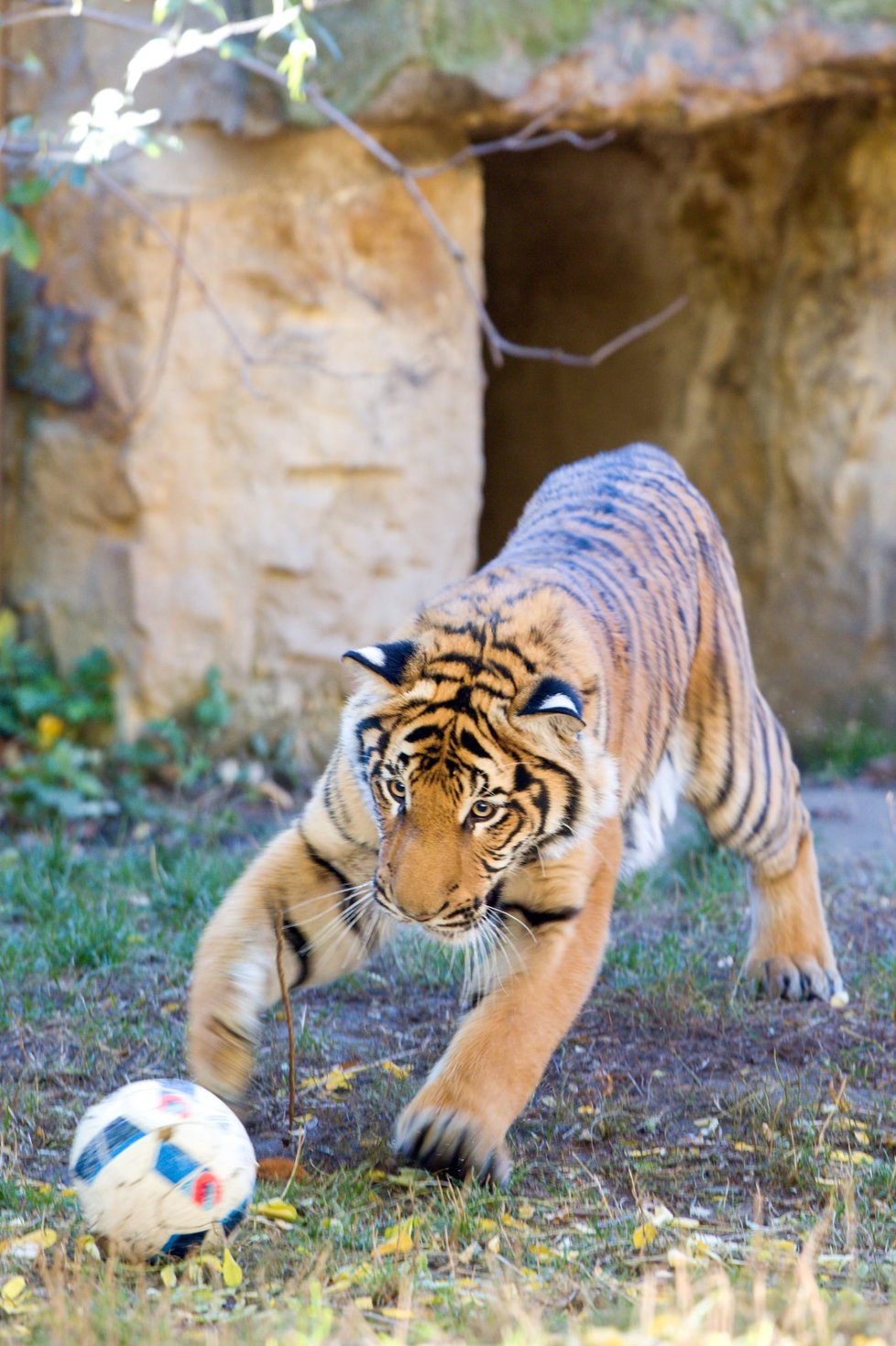 Tygr malajský na hrátkách v pražské zoo (1. 11. 2018)