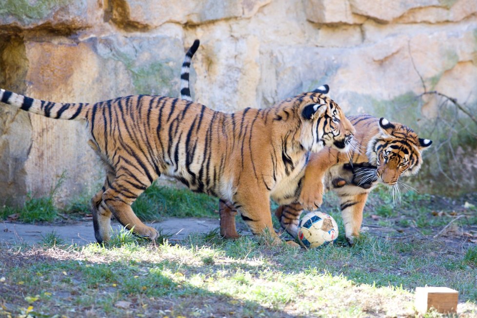 Tygr malajský na hrátkách v pražské zoo (1. 11. 2018)