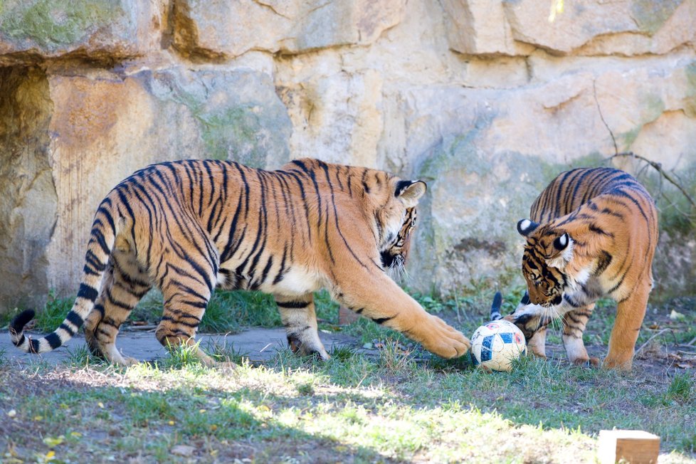 Tygr malajský na hrátkách v pražské zoo (1. 11. 2018)