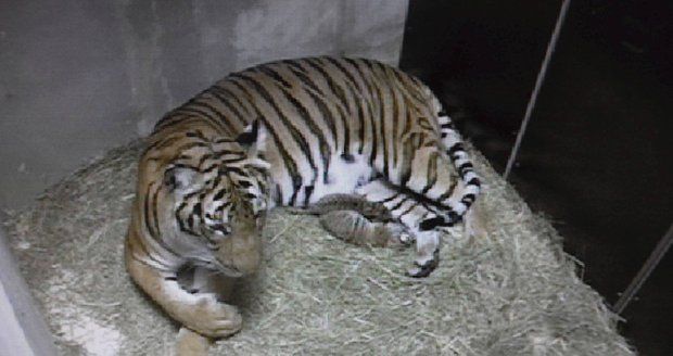 Tohle je první foto samice Banyi, která porodila dvě mláďata tygra malajského.